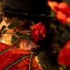 20260331 1000 Nederland Operette 't Spant Wim051